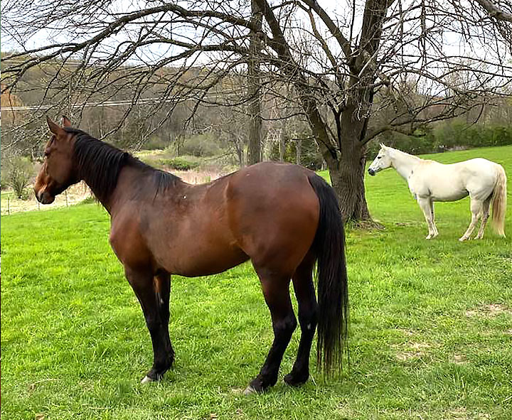 Horses at the Dominion House