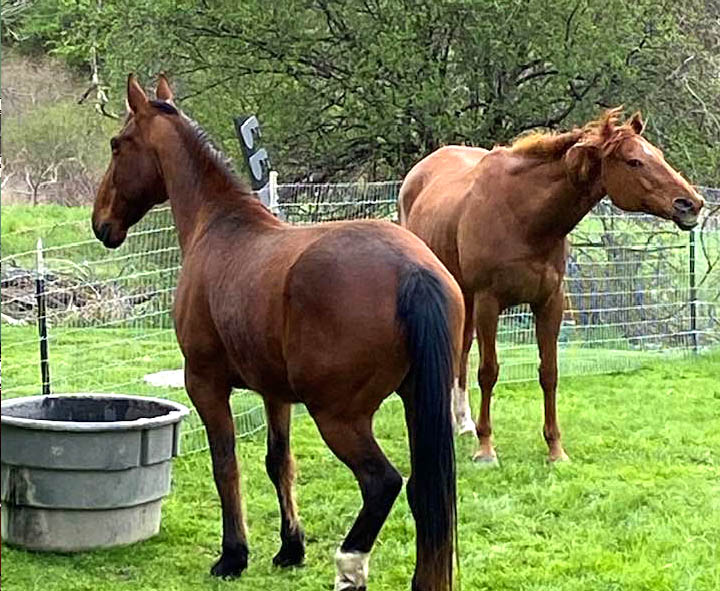 Horses at the Dominion House