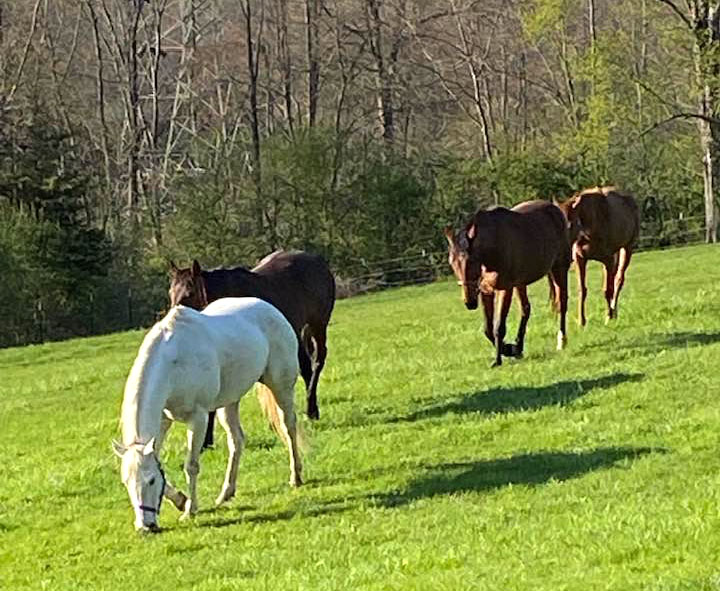 Horses at the Dominion House